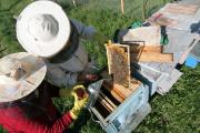 Honey production on Somes valley