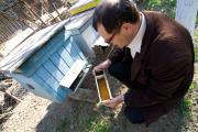 Honey production on Somes valley