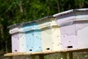 Honey production on Somes valley