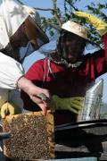 Honey production on Somes valley