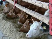 Dairy cows and artificial insemination for Maeriste