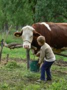 Dairy cows and artificial insemination for Maeriste