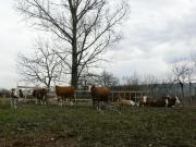 Dairy cows and artificial insemination for Maeriste