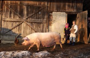 Improving the swine stock on the Somes Valey 