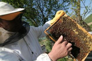 Honey production on Somes valley 