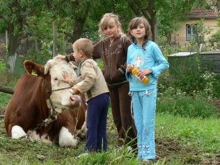 Dairy cows and artificial insemination for Maeriste